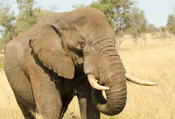 African Elephant Bull. Kruger National Park, South Africa
