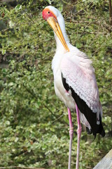 Yellow-billed stork / Wood Stork 