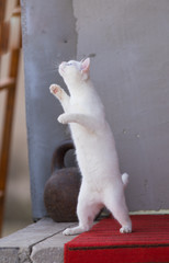 Fototapeta na wymiar white kitten stands on paws
