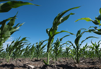 Corn plantation