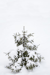 Beautiful Christmas tree covered with snow and copy space