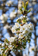 Closeup of cherry blossom