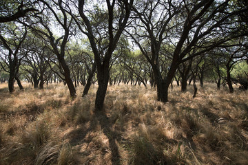 Fototapeta premium Golden morning