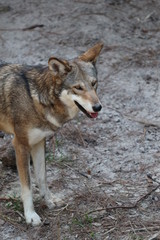 Naklejka na ściany i meble Red Wolf / AKA Florida Black Wolf & Mississippi Valley Wolf 
