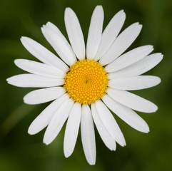 Ox-eye daisy in front of green grass