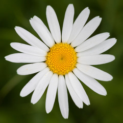 Fototapeta premium Ox-eye daisy in front of green grass