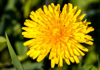 Single dandelion in front of green grass