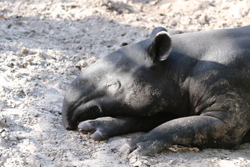 Sleeping Malayan Asian Tapir  / Animal Wildlife 