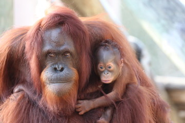 Mother and Baby Orangutan / Primate Ape  © LifeGemz