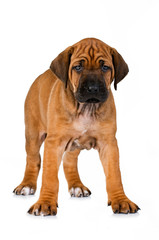 Obraz premium Rhodesian Ridgeback Welpe isoliert auf weißem Grund