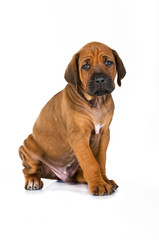 Sitzender Rhodesian Ridgeback Welpe isoliert auf weißem Grund