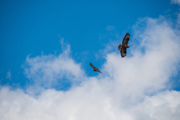 Hawk flying in the blue sky
