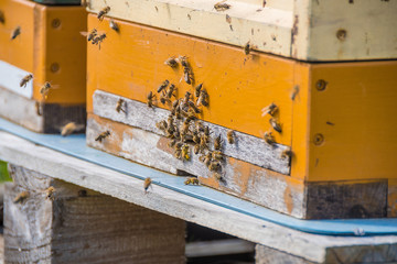 A beehive and its hard working small bees