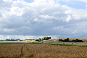 Fototapeta na wymiar Cornfield in summer, sky with clouds, road