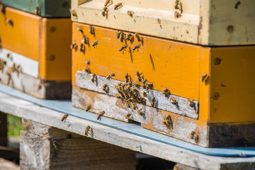 A beehive and its hard working small bees