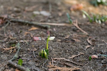 Spring flowering. Snowdrops in the park. Slovakia