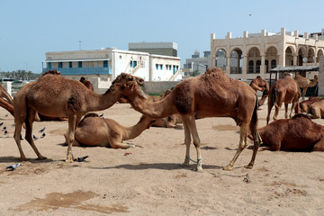 camel market in Doha, Qatar