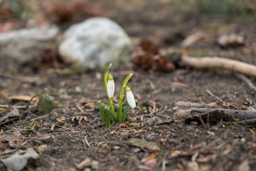 Spring flowering. Snowdrops in the park. Slovakia