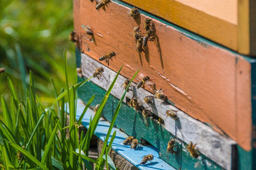 A beehive and its hard working small bees