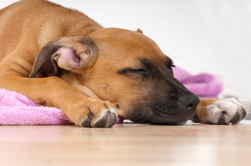 Schlafender Mischlingswelpe liegt auf einer rosafarbenen Decke
