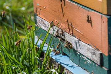 Obraz na płótnie Canvas A beehive and its hard working small bees