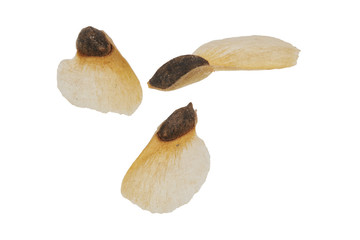 Spruce seeds on a white background