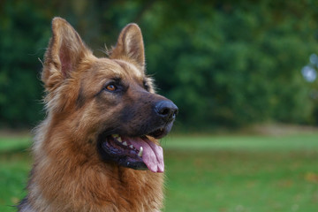 German Sheperd