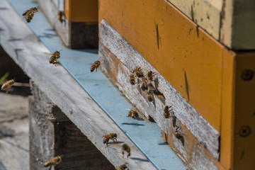 A beehive and its hard working small bees