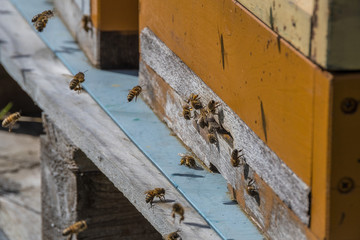 A beehive and its hard working small bees