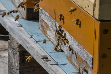 A beehive and its hard working small bees