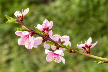 pink peach flowers. Spring flowering of trees
