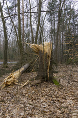 Storm damage. Toppled trees in the forest after a storm.