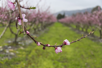 Arboles en flor