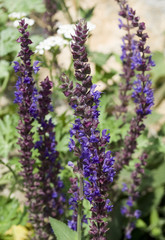 Fototapeta premium Sage— a medicinal plant