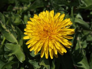 タンポポ　｜　dandelion