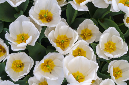 beautiful white tulips top view