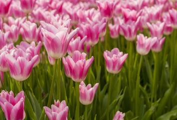 Beautiful Pink Tulips in garden