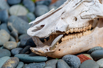 Javalina Skull Among Rocks