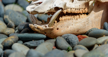 Javalina Skull Among Rocks