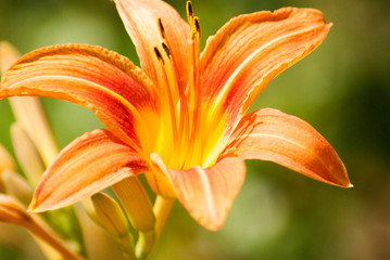 Tiger Lilly, Spring Flowers