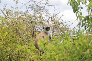 Monkey gray langur 