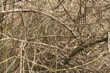 bushes in the dense forest