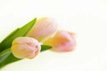 three pink tulips with orange veins close-up on a white background.