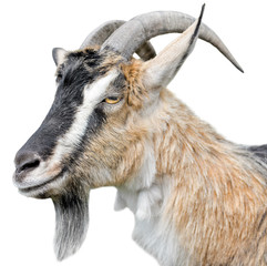 Goat portrait close up. Beautiful, cute, young brown goat isolated on white background. Farm animals. Funny goat head with long horns isolated on white