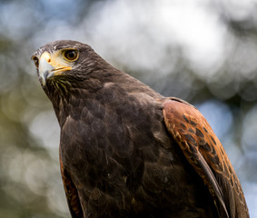 Harris Hawk