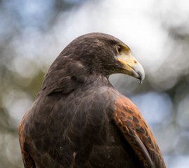 Harris Hawk