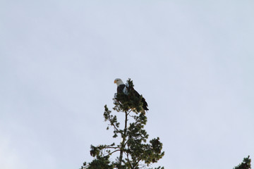 A bald eagle checking out the sights