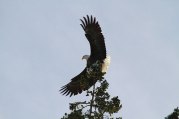 Bald eagle taking off from the top of a tree