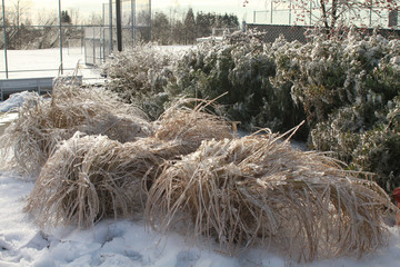 frozen bushes after ice storm