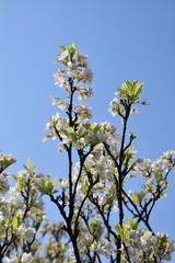 Japanese plum blossoms